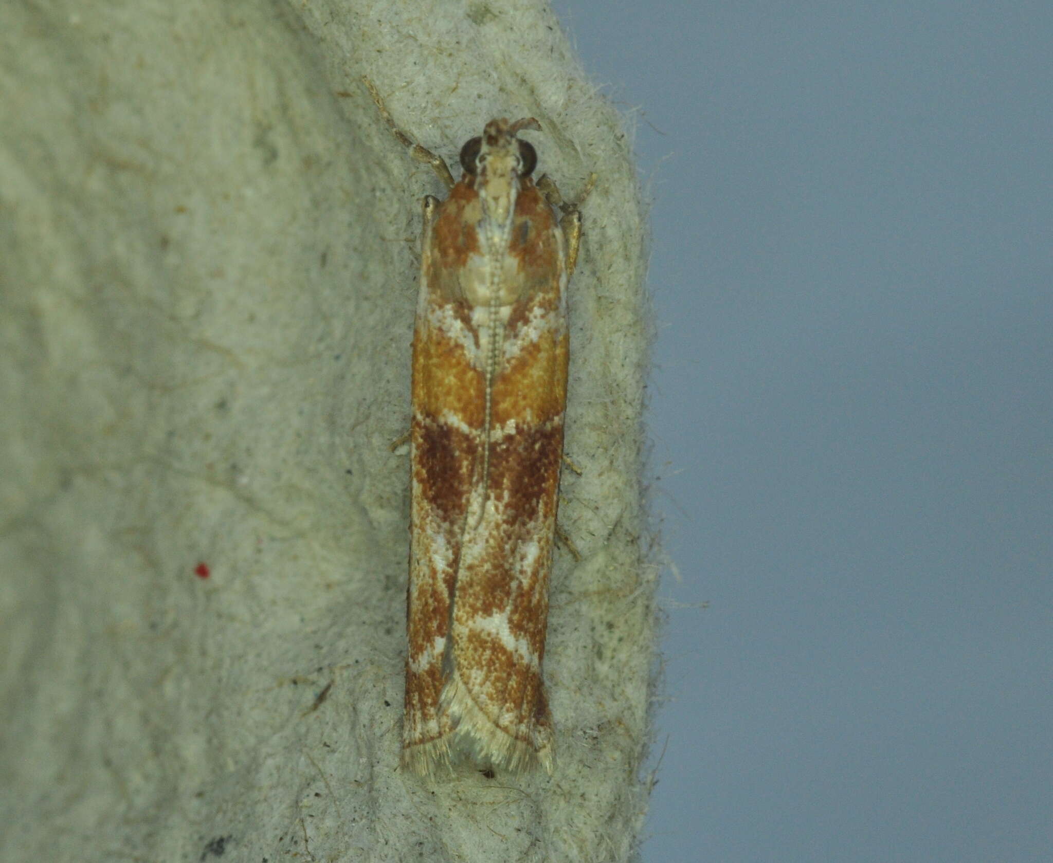 Image of Zimmerman Pine Moth