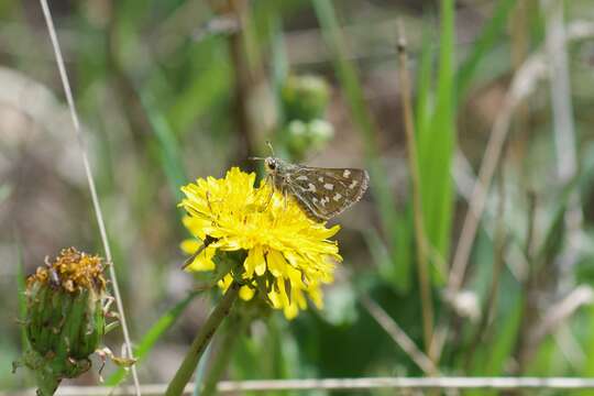 Image of Nevada Skipper