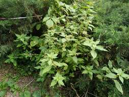 Image of Impatiens brachycentra Kar. & Kir.