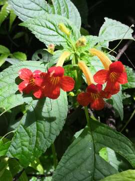 Image of Achimenes antirrhina (DC.) C. V. Morton