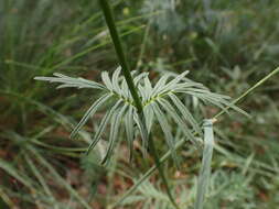 Image de Valeriana stolonifera subsp. angustifolia