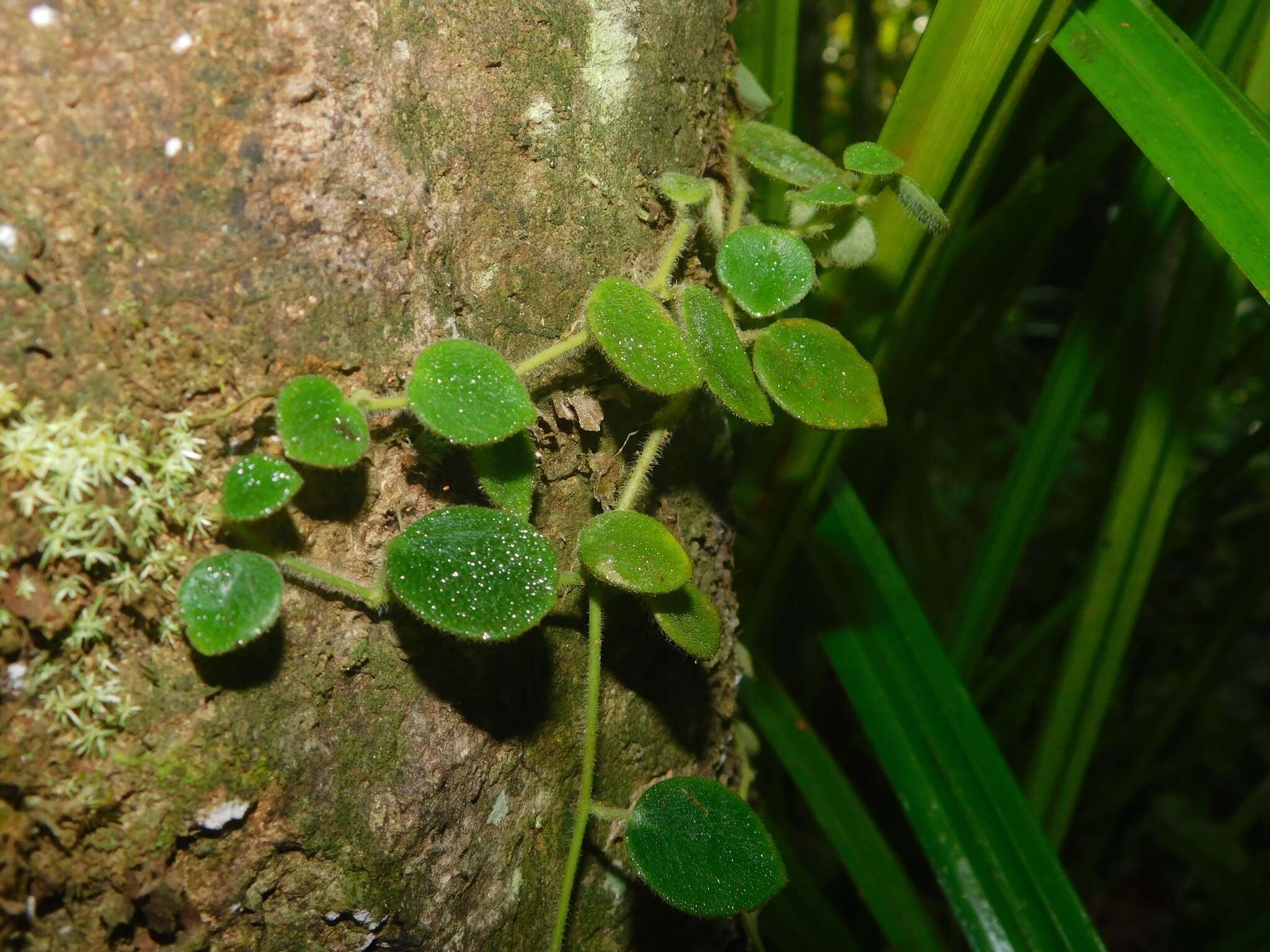 Imagem de <i>Peperomia pseudohirta</i>