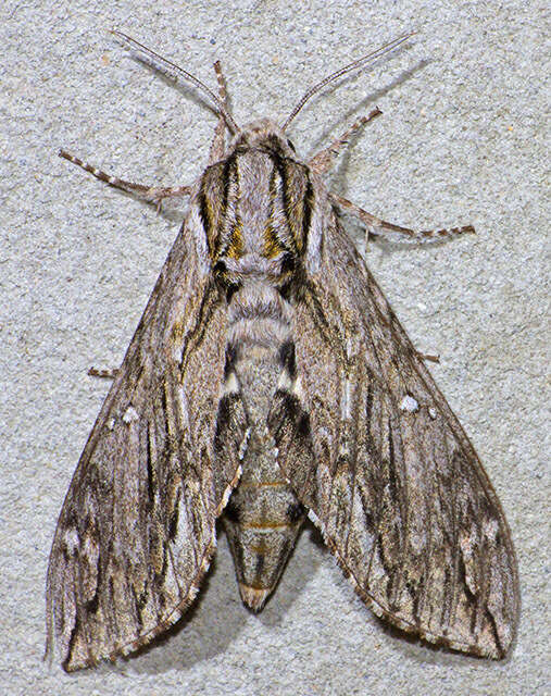 Image of Sage Sphinx