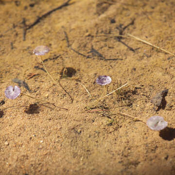 Image of Nymphoides geminata (R. Br.) Kuntze