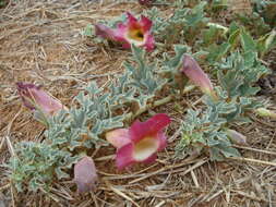 Image de Harpagophytum procumbens subsp. procumbens