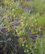 Image of Cleomella arborea var. angustata (Parish) J. C. Hall & Roalson