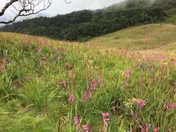 Image of Watsonia transvaalensis Baker