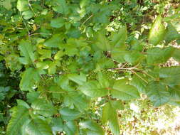 Toxicodendron radicans subsp. pubens (Engelm. ex Watson) Gillis的圖片