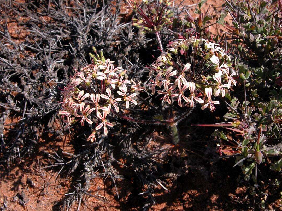 Image of Pelargonium rubiginosum E. M. Marais