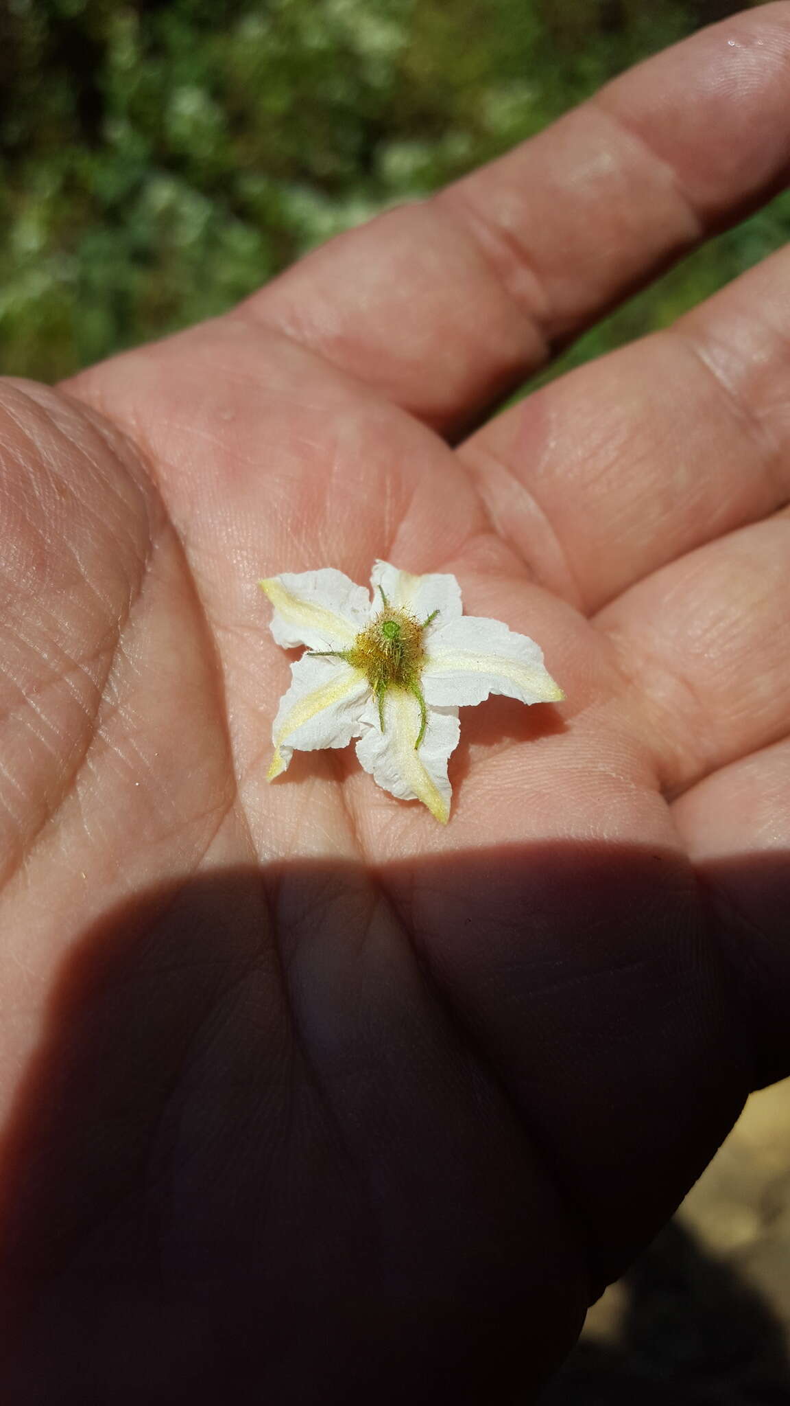 Solanum chrysotrichum Schltdl.的圖片