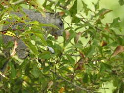 Image of Delmarva Peninsula fox squirrel