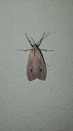 Image of Agaraea nigrostriata Rothschild 1909