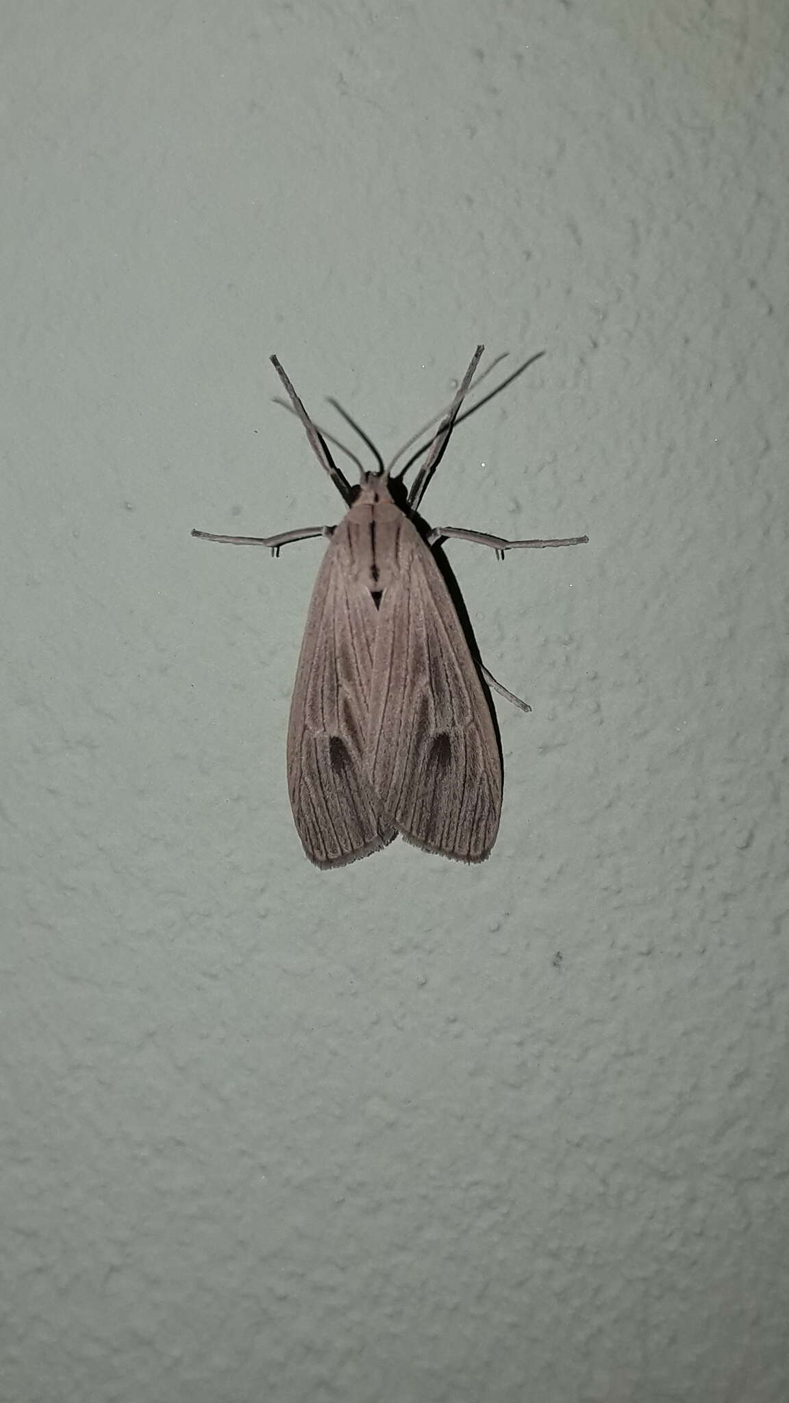 Image of Agaraea nigrostriata Rothschild 1909