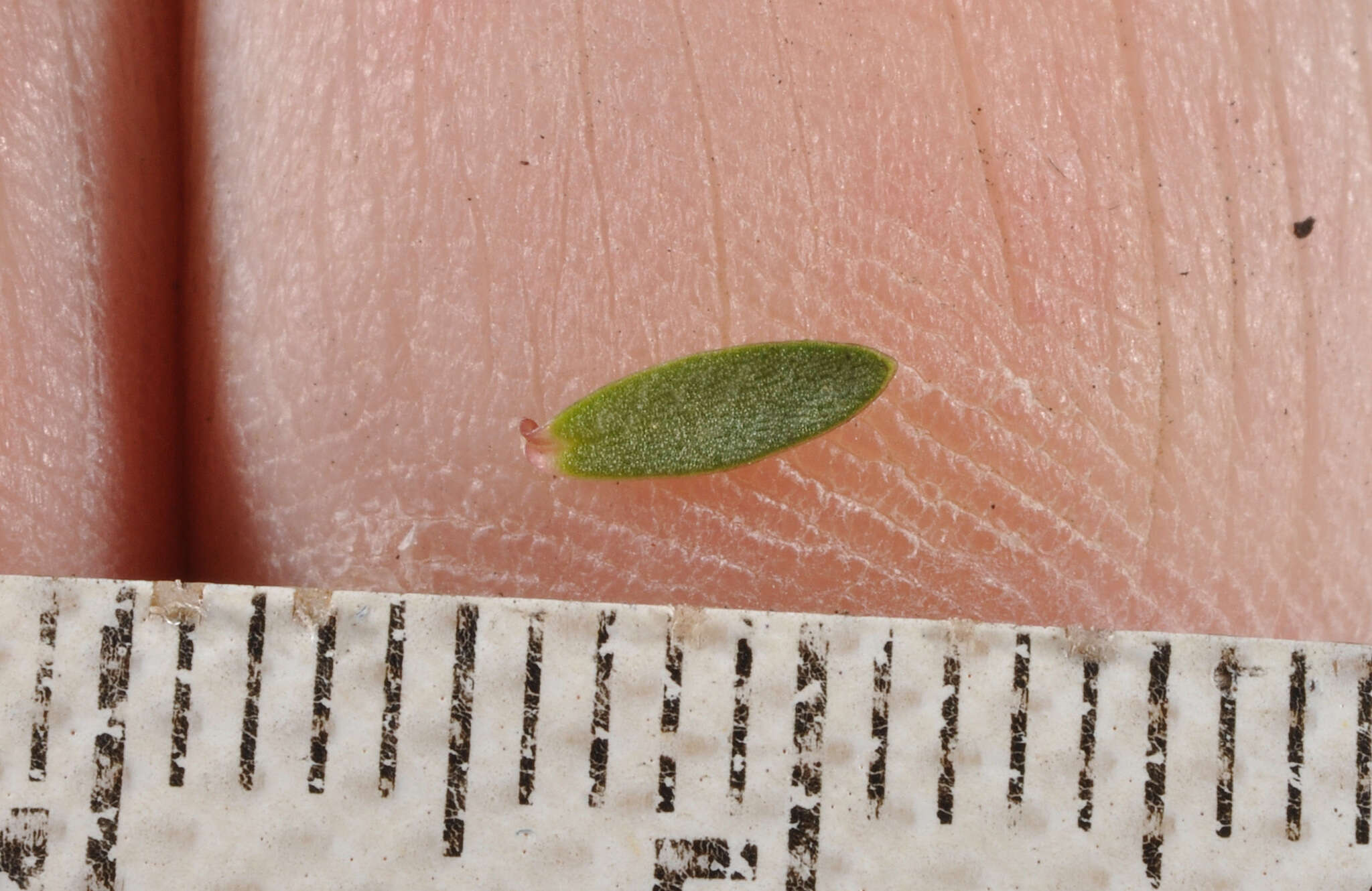 Image of Pimelea prostrata subsp. vulcanica C. J. Burrows