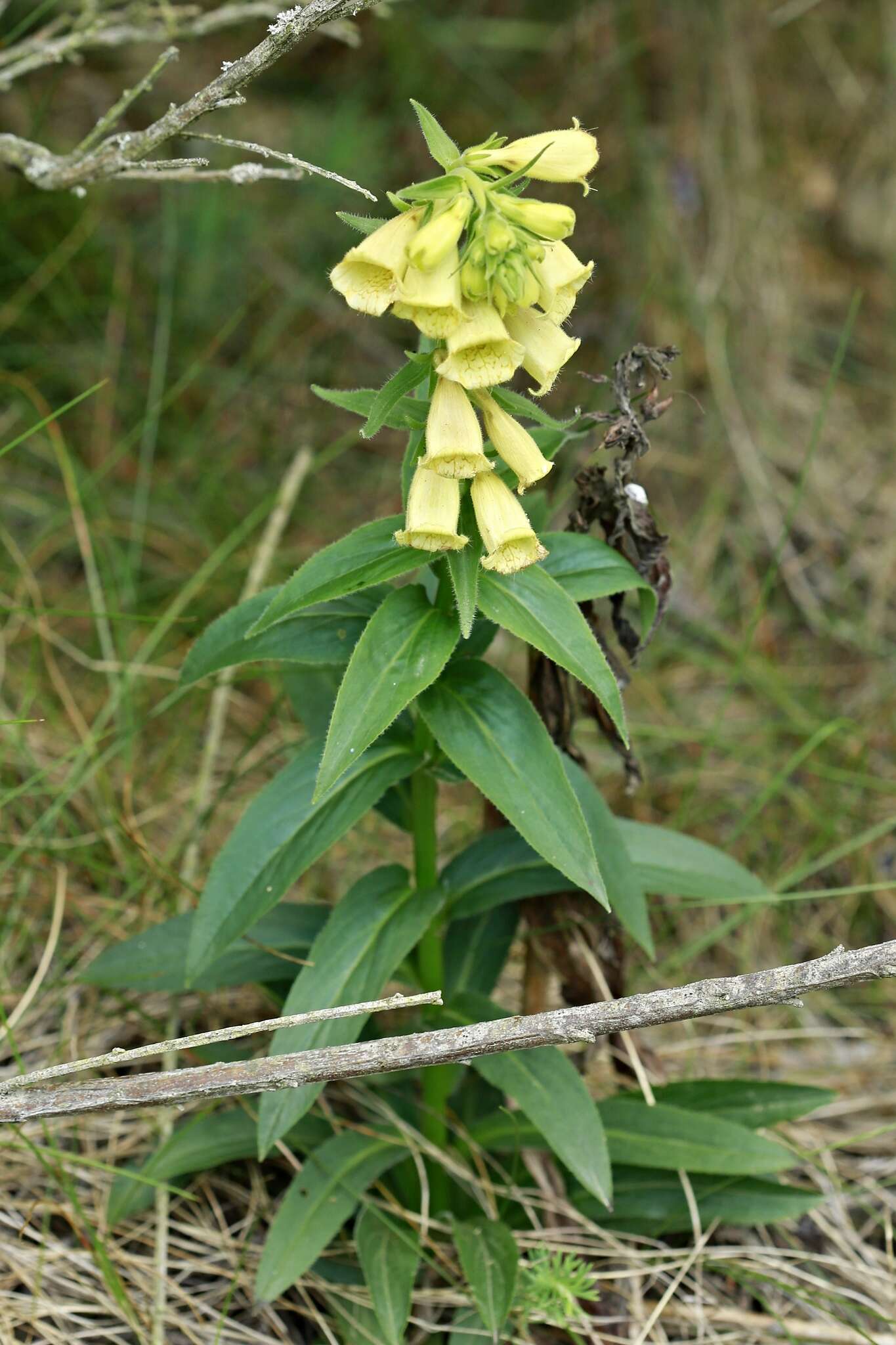 Слика од Digitalis grandiflora Mill.