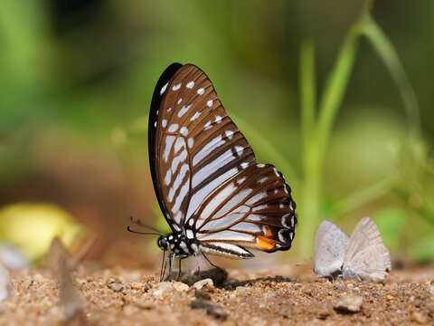 Image of Great Zebra Butterfly