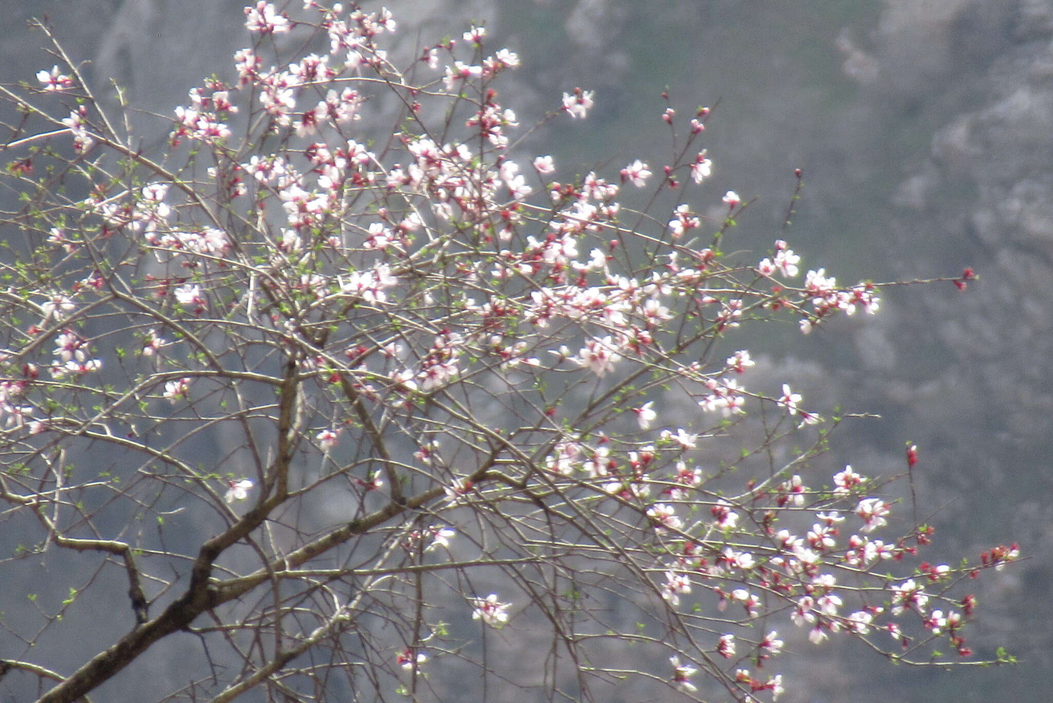 Prunus bucharica (Korsh.) B. Fedtsch. resmi