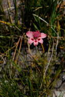 Image of Gladiolus oreocharis Schltr.