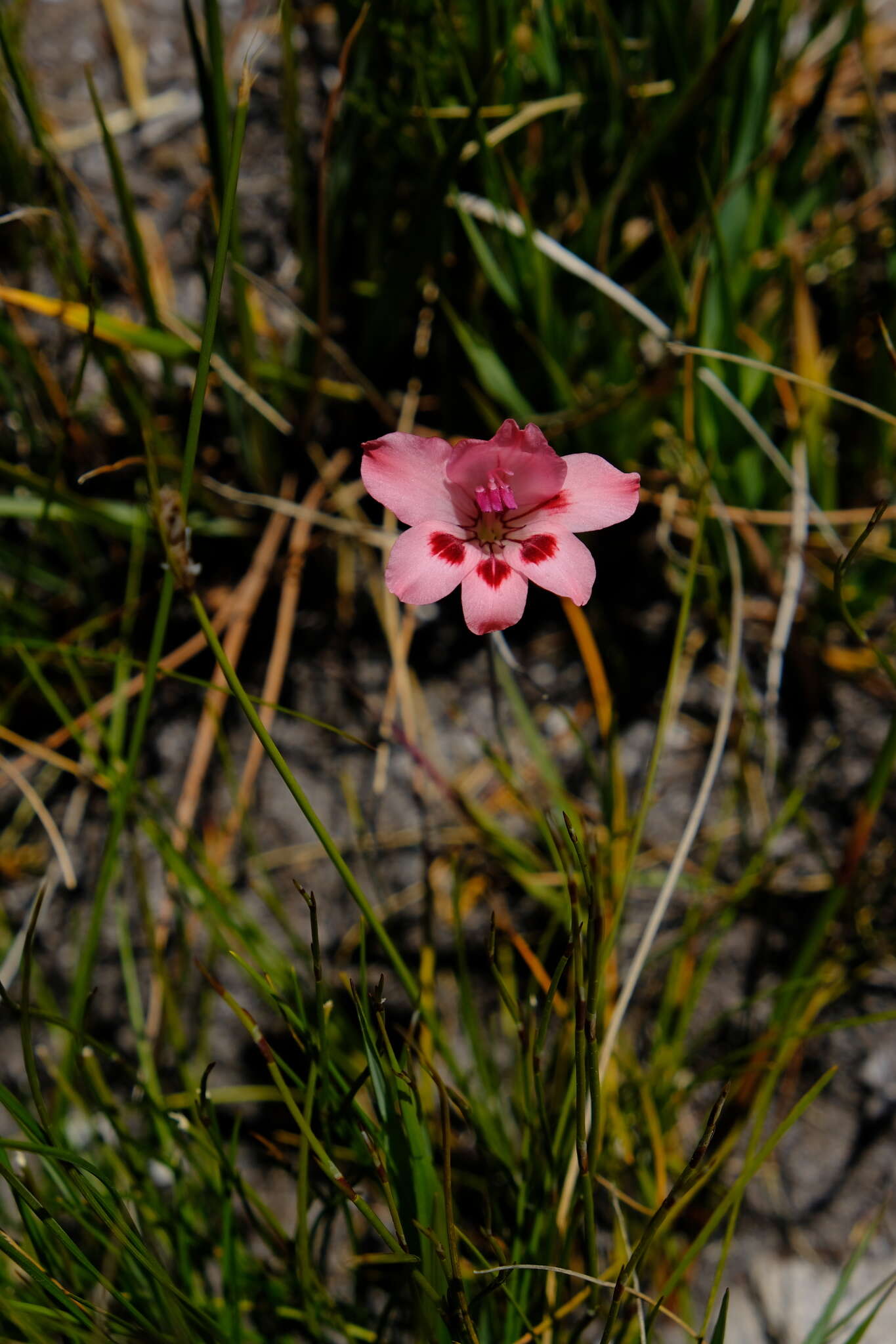 Image of Gladiolus oreocharis Schltr.