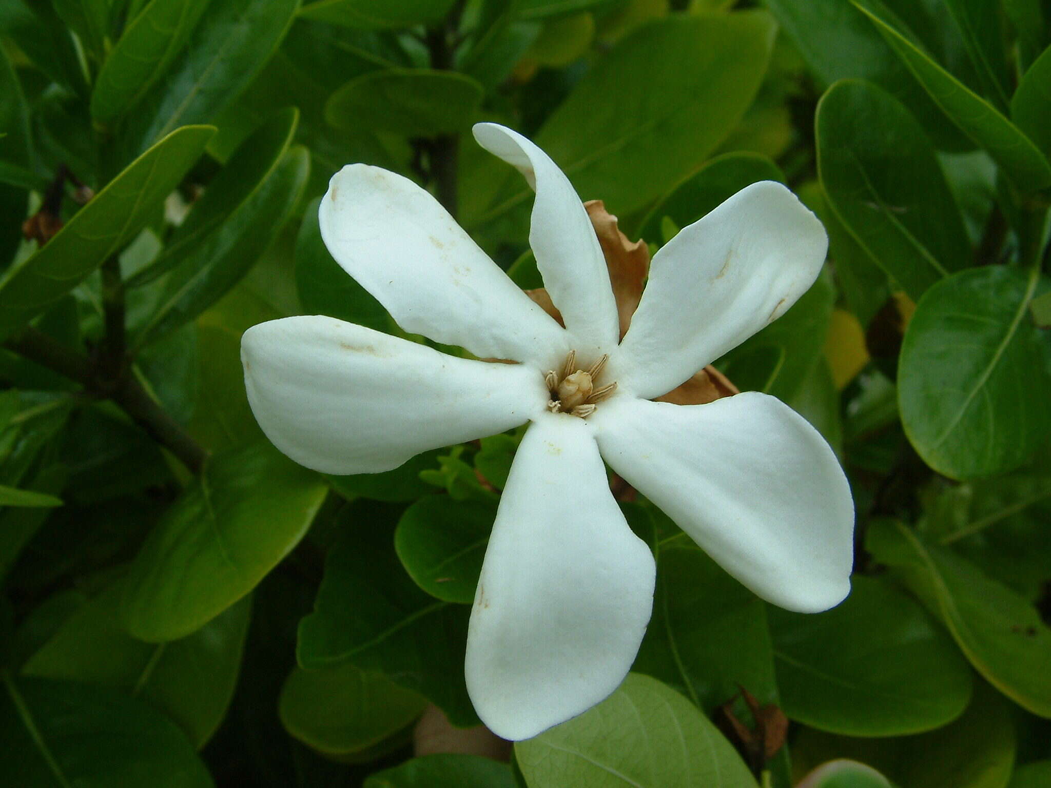 Image de Tiaré tahiti