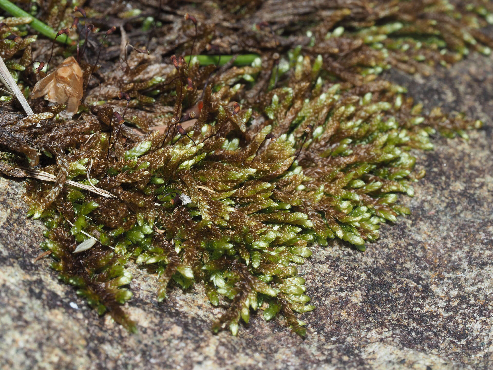 Image of Rhynchostegium murale W. P. Schimper ex B. S. G. 1852