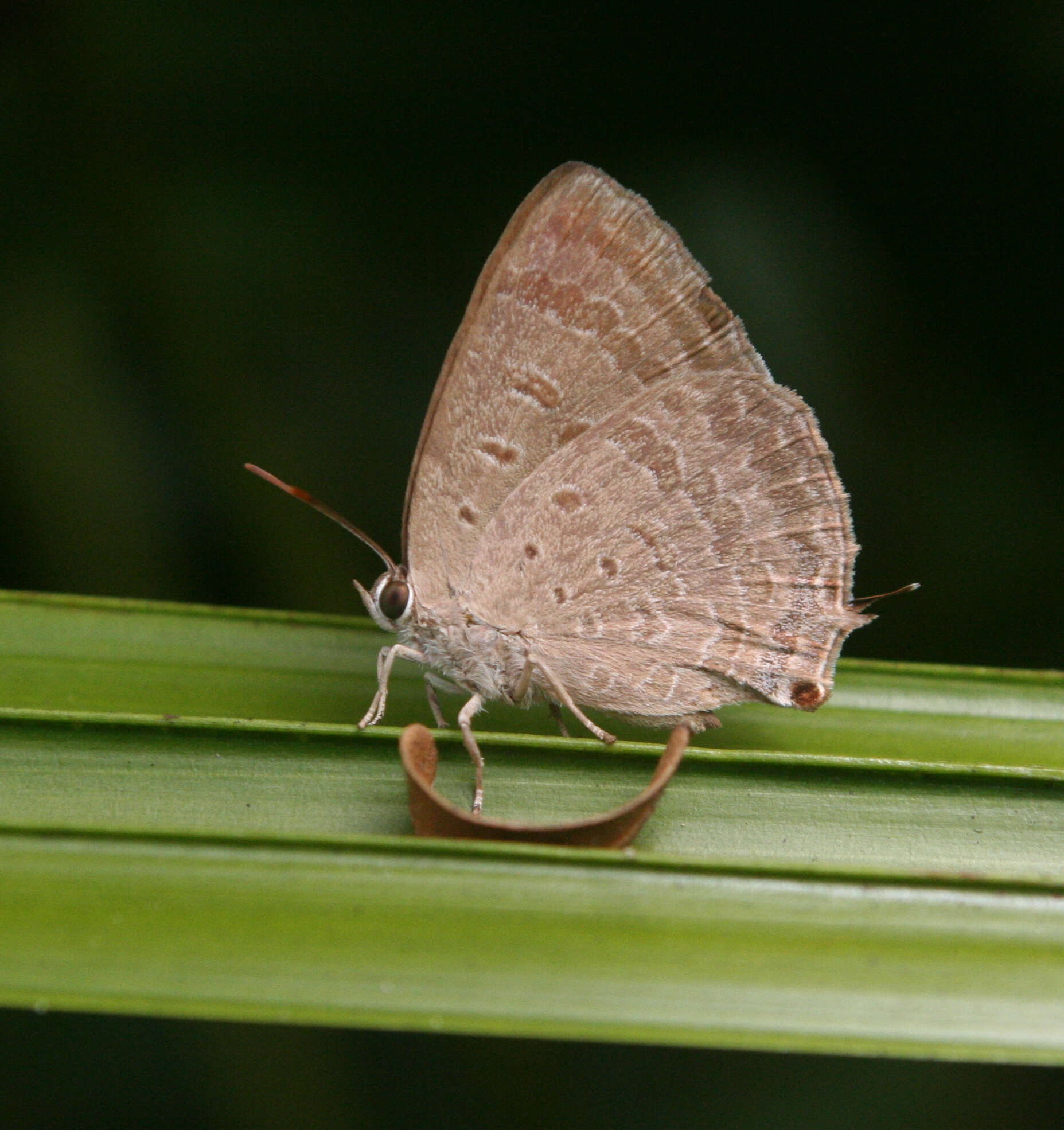 Plancia ëd Arhopala atrax (Hewitson 1862)