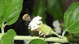 Image of Anthophora paranensis Holmberg 1903