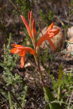 Слика од Watsonia spectabilis Schinz