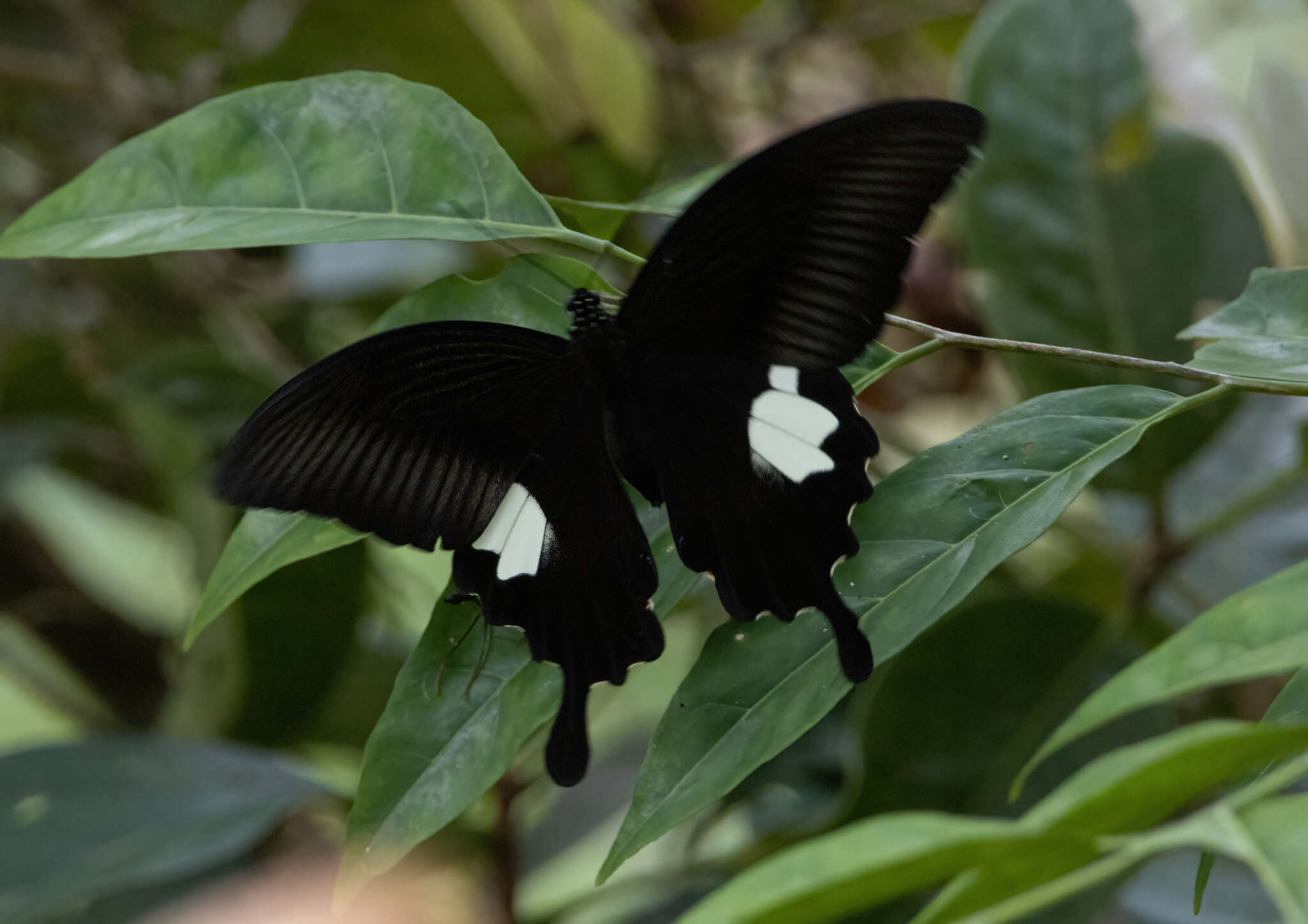 Слика од Papilio sataspes Felder & Felder 1864