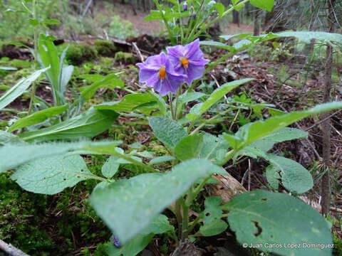 Solanum demissum Lindl.的圖片