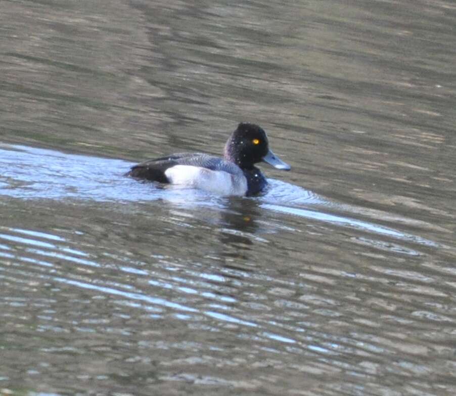 Image of Lesser Scaup