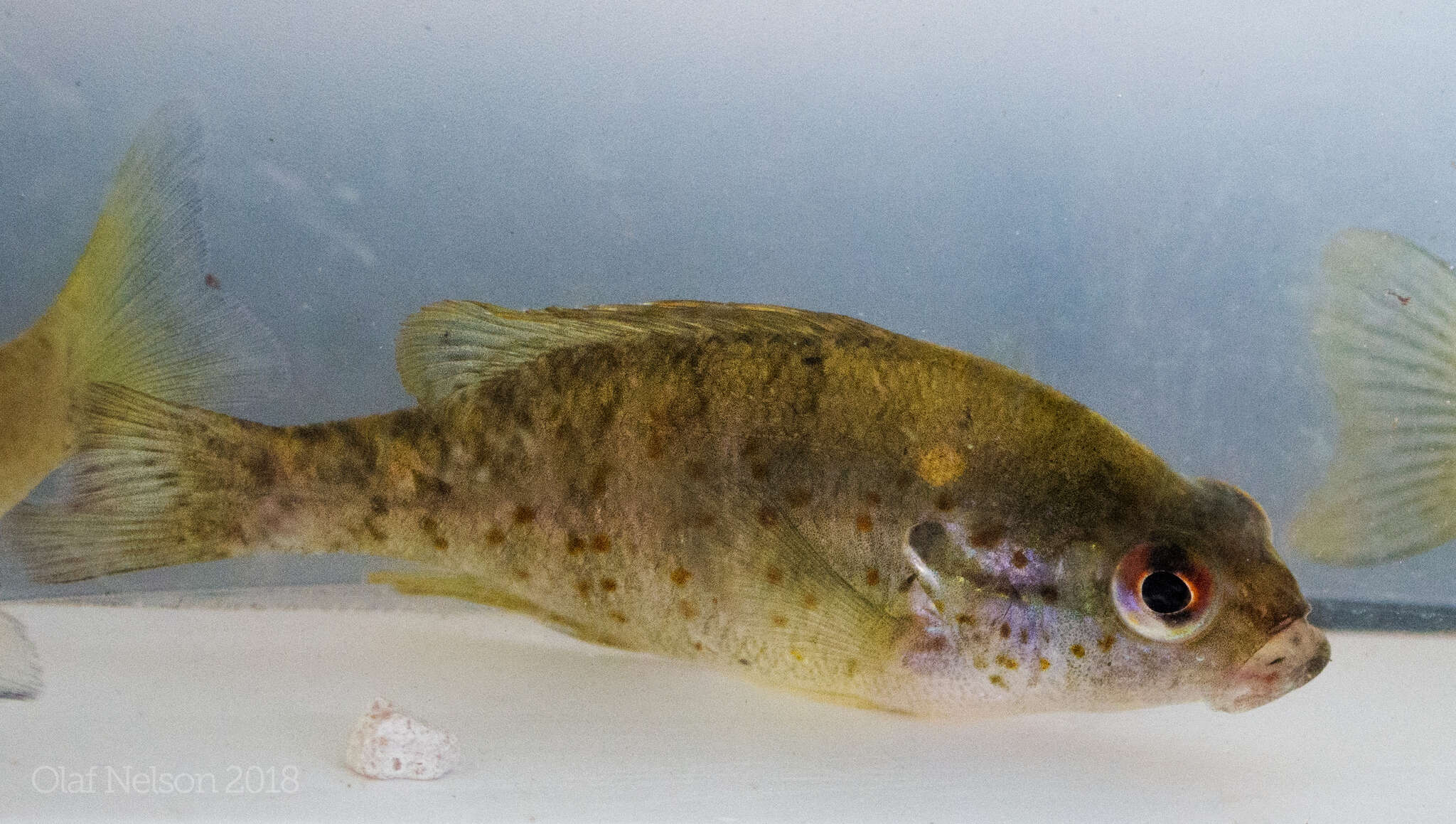 Image of Orangespotted Sunfish