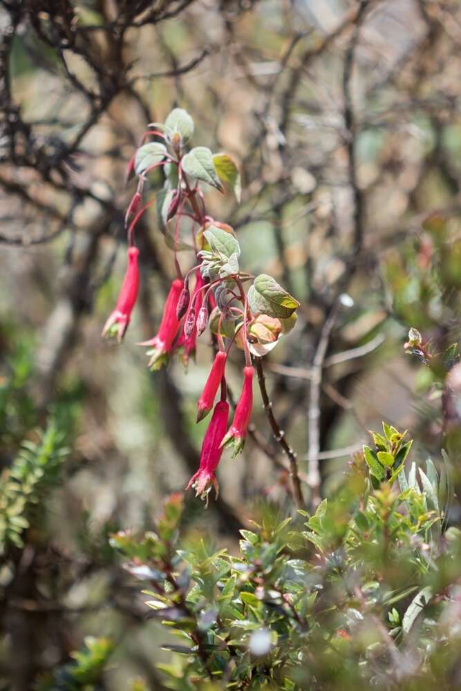 Image of Splendid Fuchsia