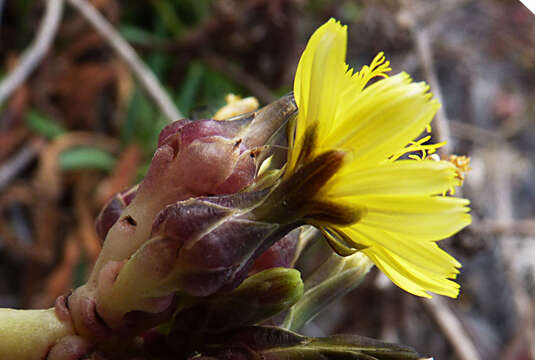 Image of Launaea picridioides (Webb) B. L. Rob.