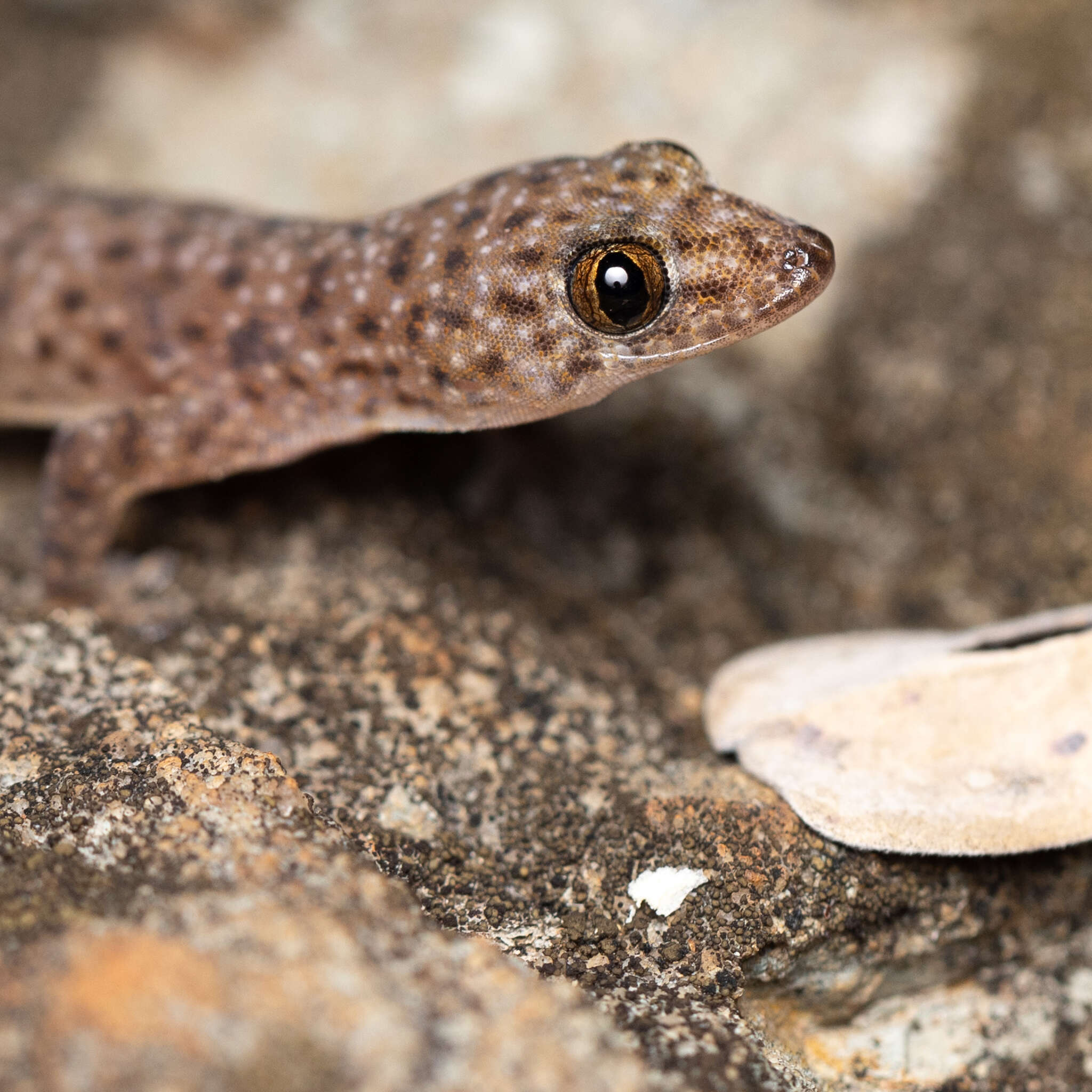 Image of Northern Spotted Rock Dtella