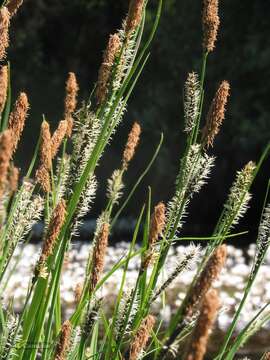 Image de Carex reuteriana Boiss.