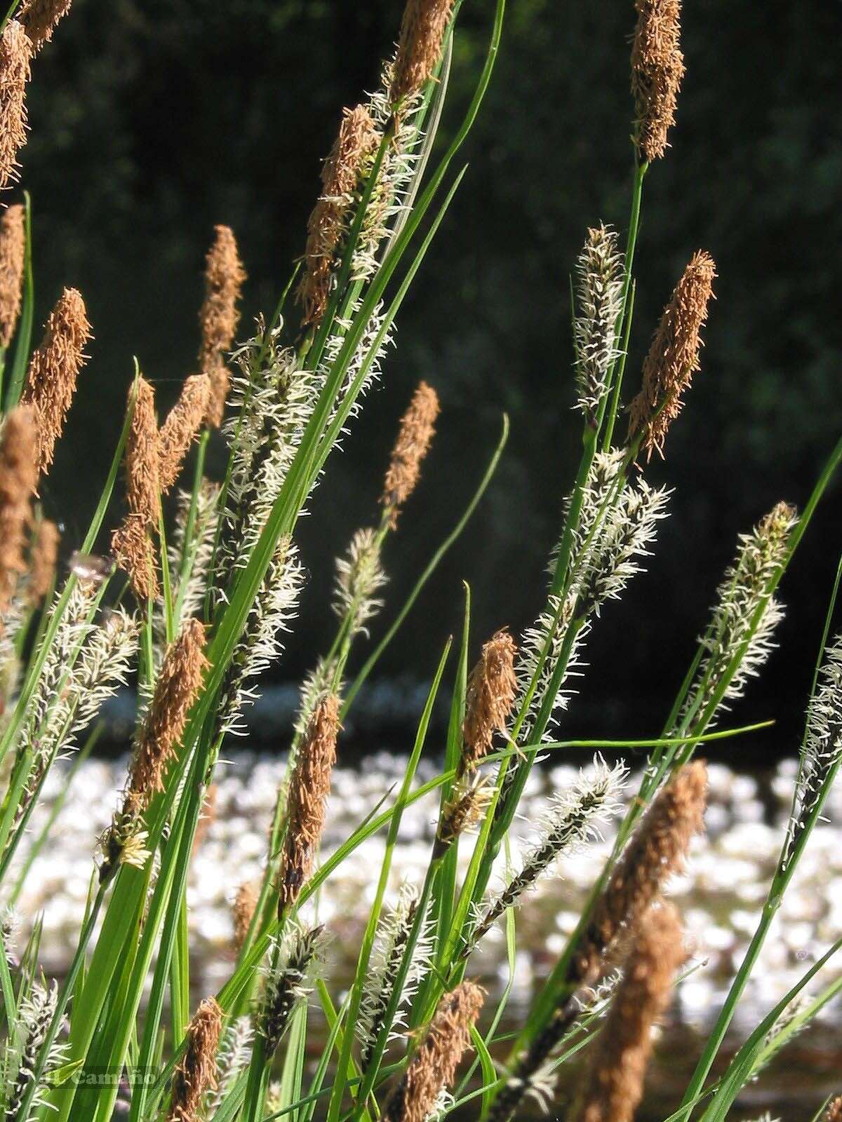 Image de Carex reuteriana subsp. reuteriana