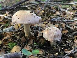 Image of Cortinarius alboroseus (R. Heim) Peintner, E. Horak, M. M. Moser & Vilgalys 2002