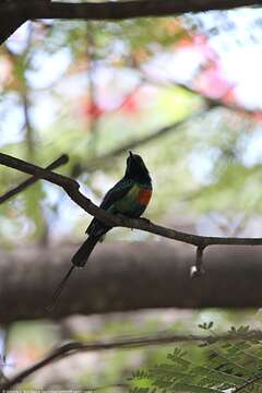 Image of Beautiful Sunbird