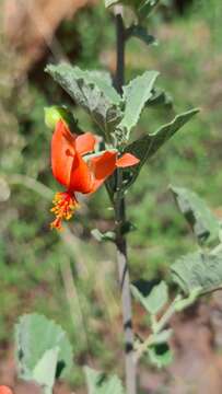 Hibiscus waterbergensis Exell的圖片