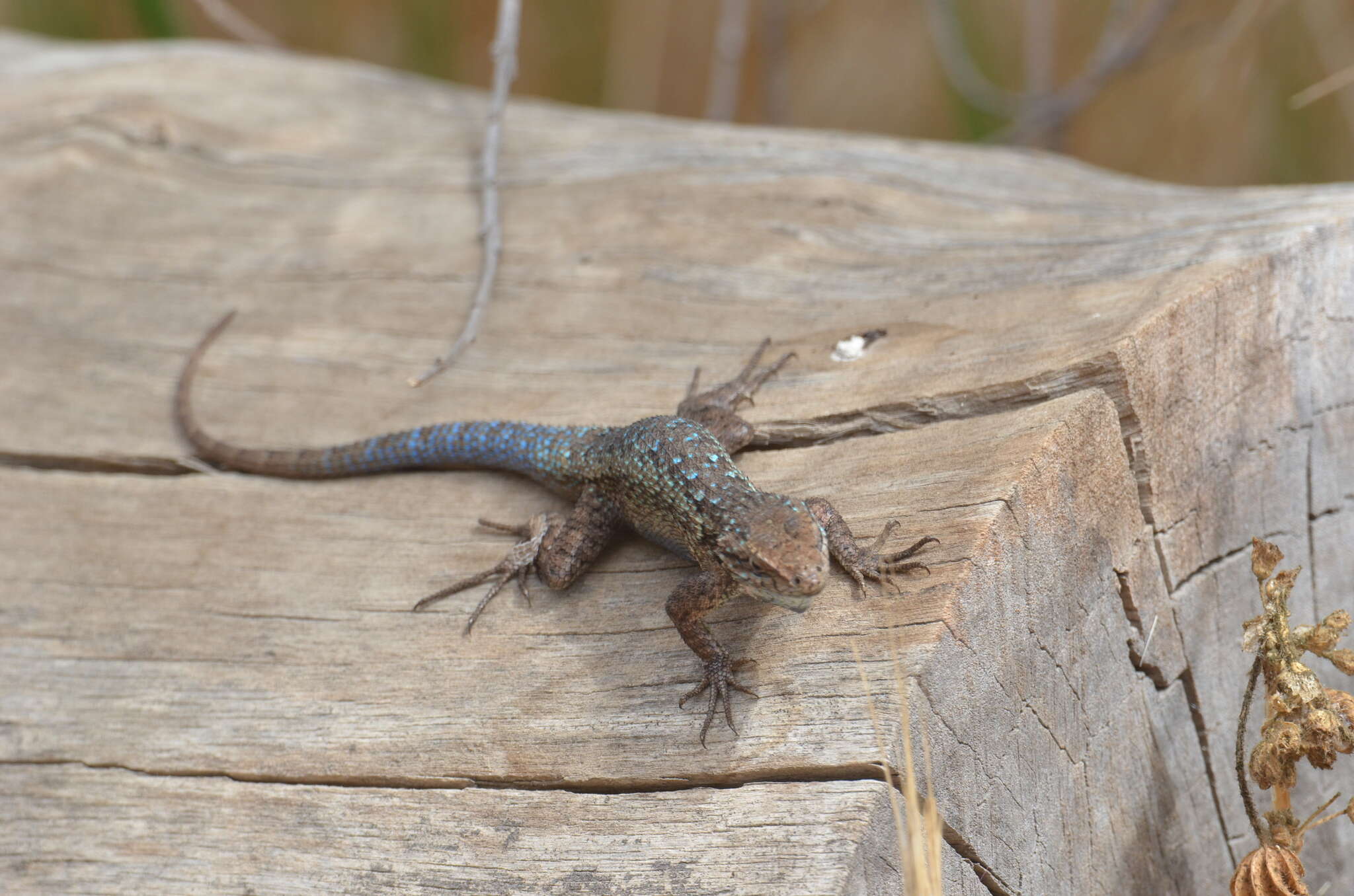 Image of Sceloporus becki Van Denburgh 1905