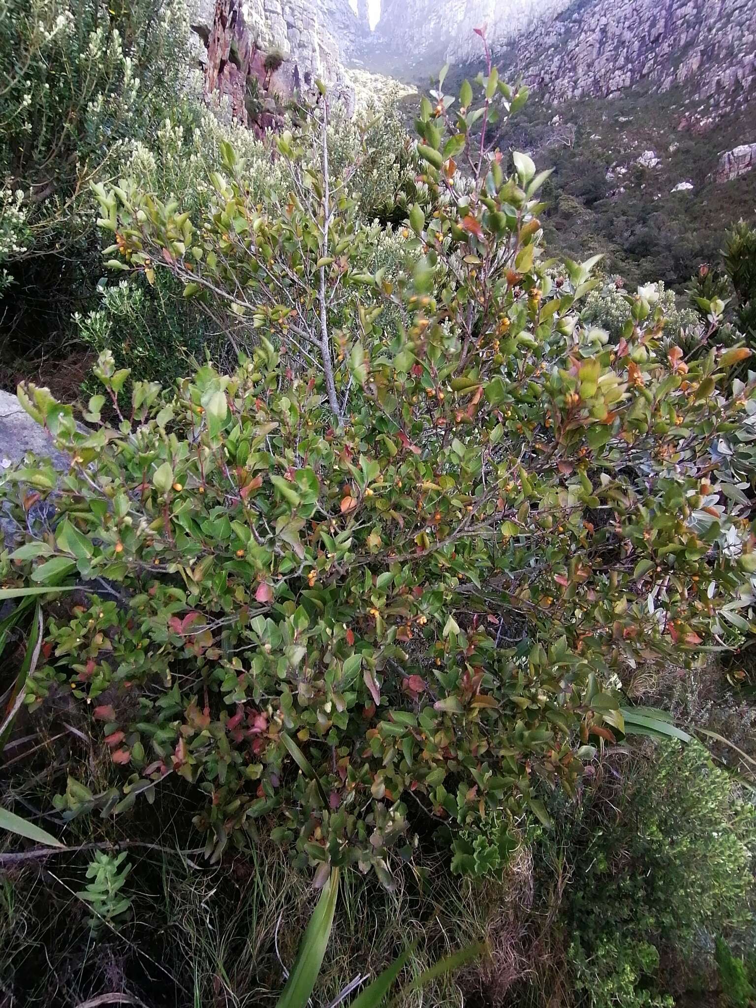 صورة Gymnosporia acuminata (L. fil.) Szyszyl.