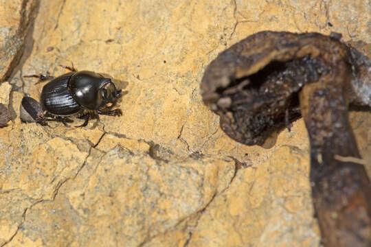 Image of Onthophagus dunningi Harold 1869