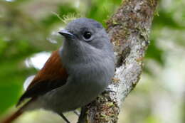 Image of Mascarene Paradise Flycatcher