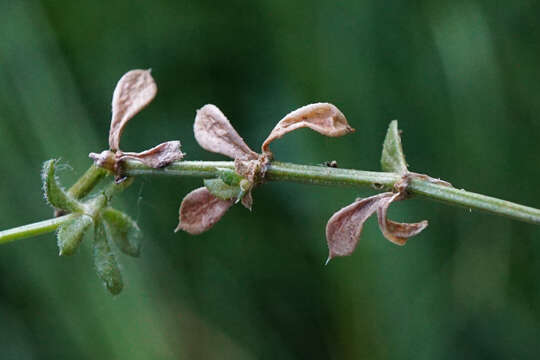 Image of slender bedstraw