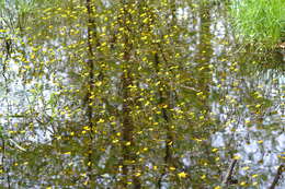 Image of yellow water buttercup