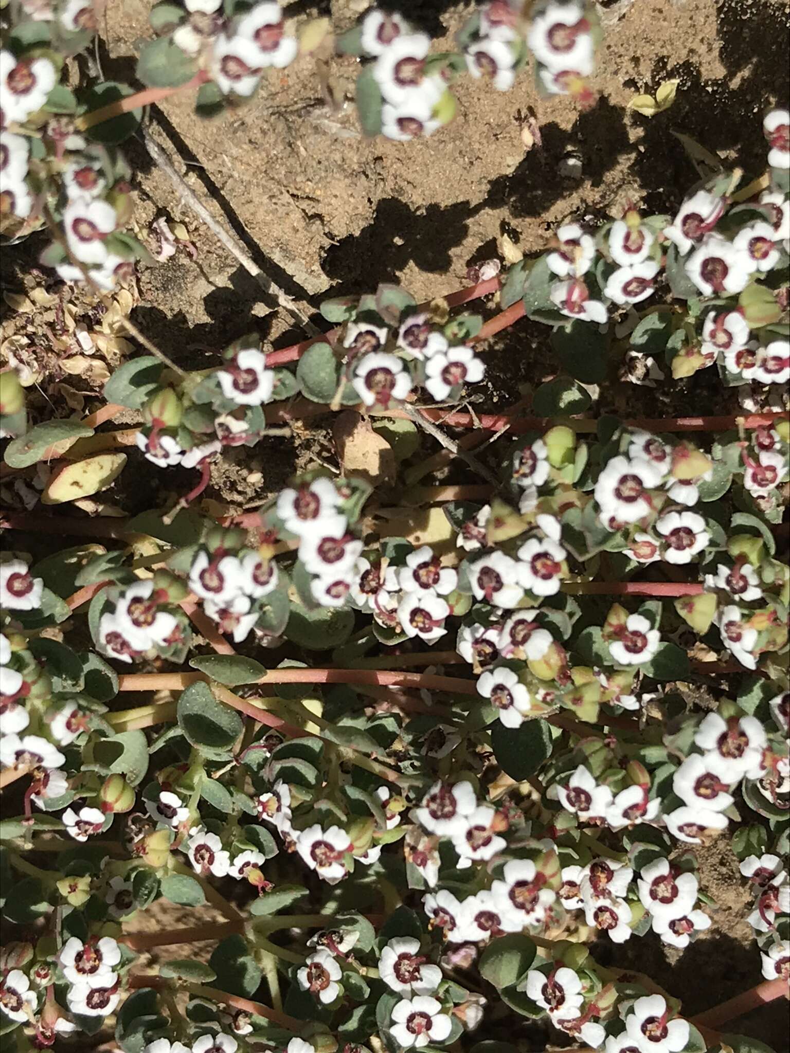 Image de <i>Euphorbia <i>polycarpa</i></i> var. polycarpa