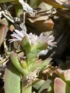 Image of Delosperma guthriei Lavis