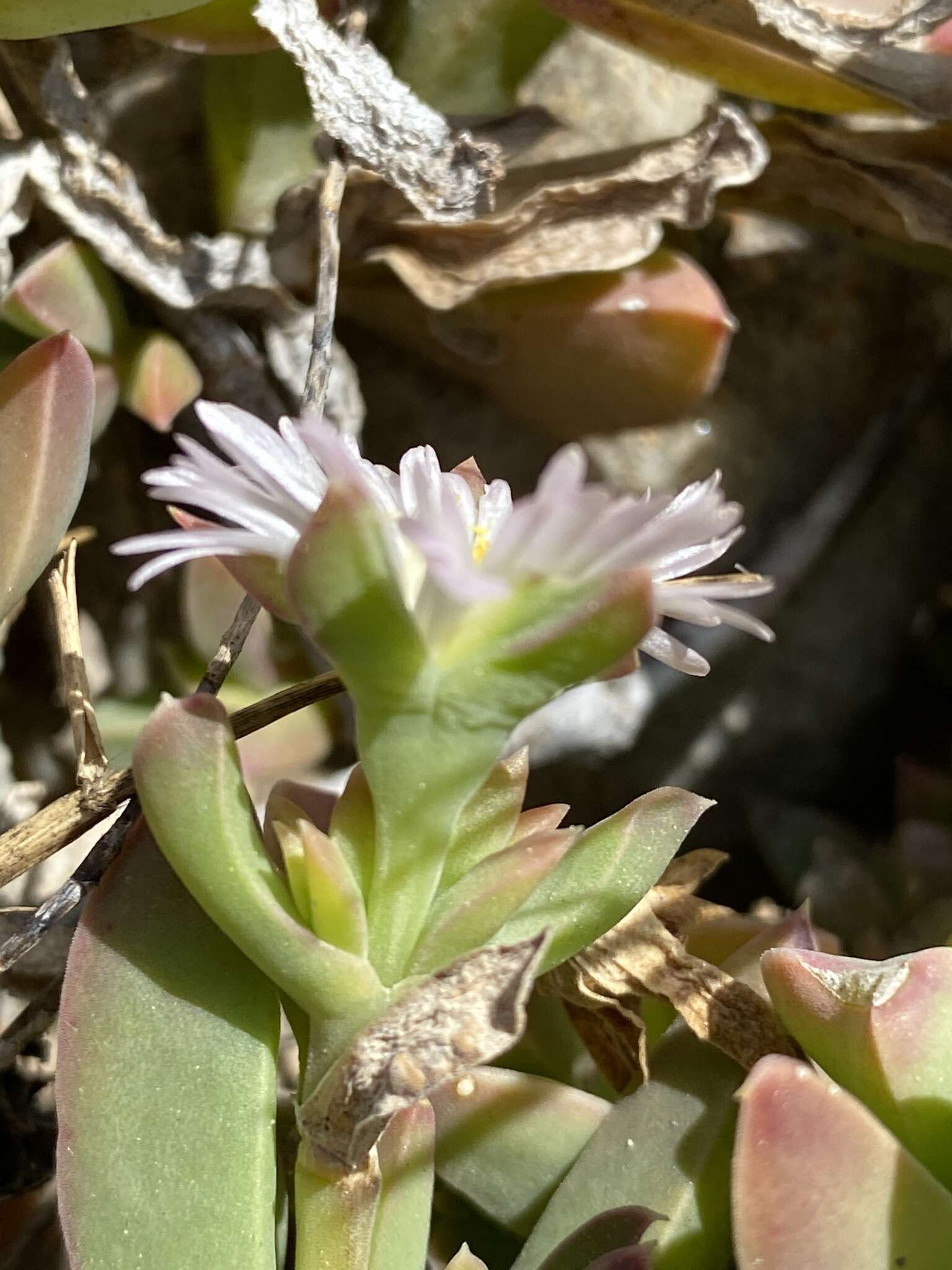 Image of Delosperma guthriei Lavis