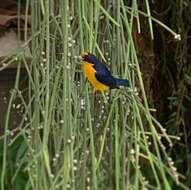 Euphonia violacea (Linnaeus 1758)的圖片